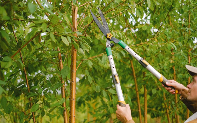 Tree trimming in Lisle, NY